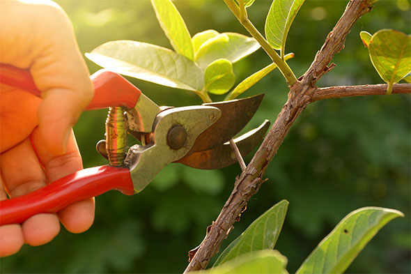 Clippers being used in shrub pruning