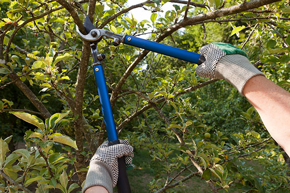 Pruning shears trimming branch