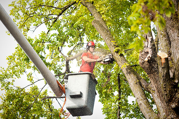 Worker sawing off tree branch